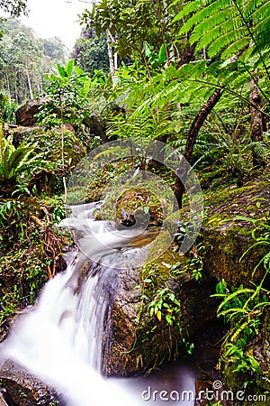 Peaceful mountain stream flows through lush forest , Doi Inthano