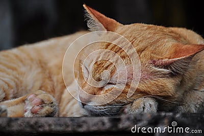 Peaceful orange red tabby cat curled up sleeping