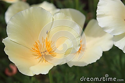 Peach flower