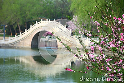 Peach flowers and arch bridge