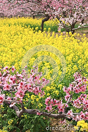 Peach flowers and rape flowers