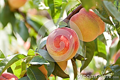 Peach tree with fruits