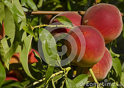 Peach tree