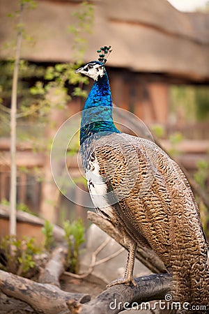 Peacock with blue feathers