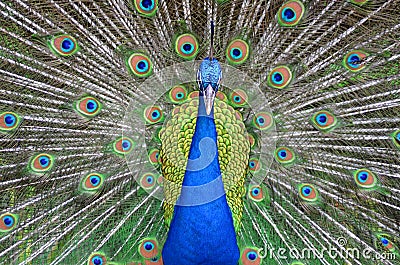 Peacock closeup