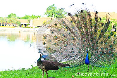 Peacock dance