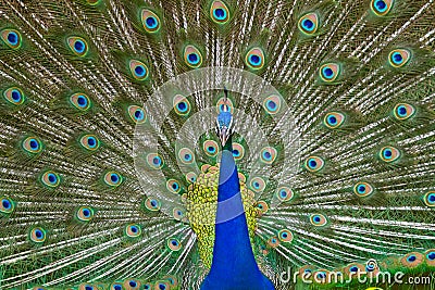 Peacock Dance