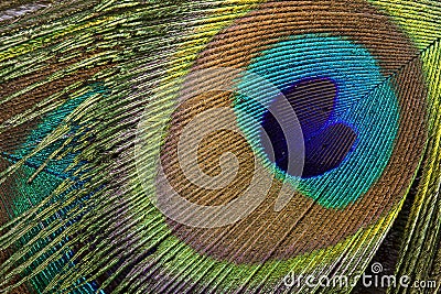 Peacock eye background