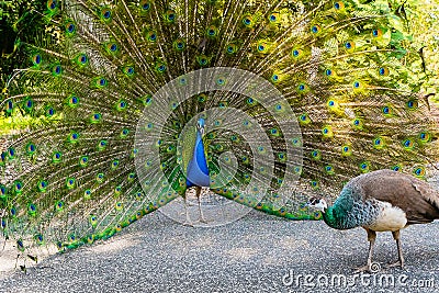 Peacock male and female