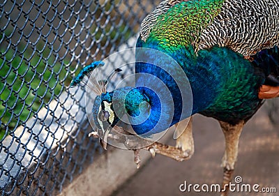 Peacock rubbing eyes
