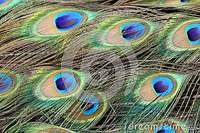 Peacock s feathers close up