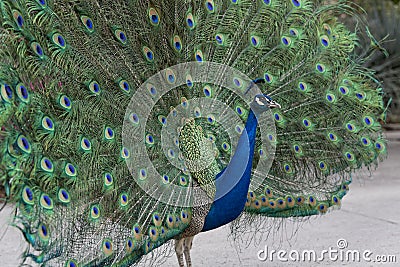 Peacock Showing off its Feathers