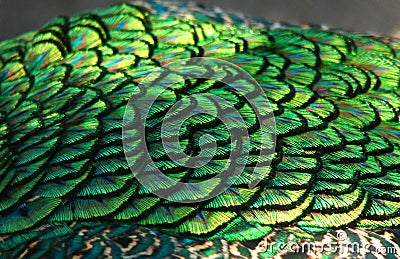 Peacock wing feathers close-up
