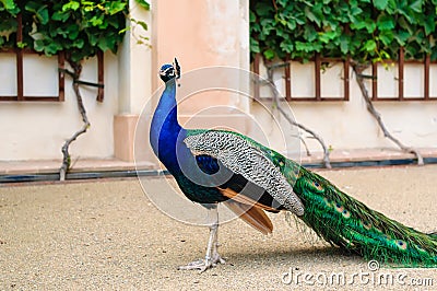 Peacock in a zoo
