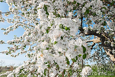 Pear blossom in spring