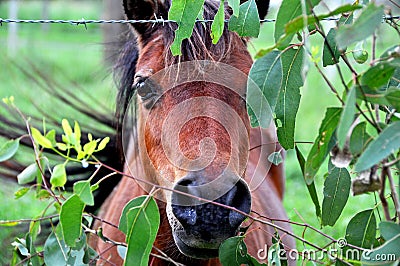 Peek-a-boo pony peeking through gum tree leaves Au