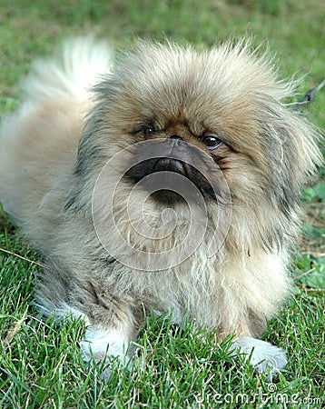 Pekingese dog