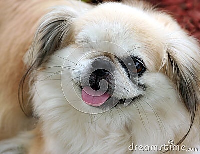 Pekingese Dog