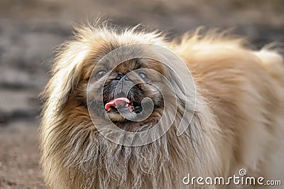 Pekingese Dog