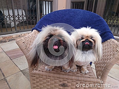 Pekingese dog