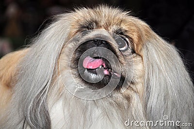 Pekingese dog portrait