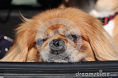 Pekingese resting head on car window