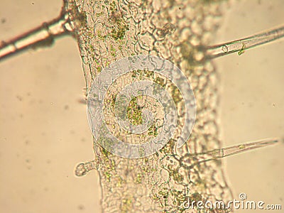 Pelargonium zonale - optical microscopy