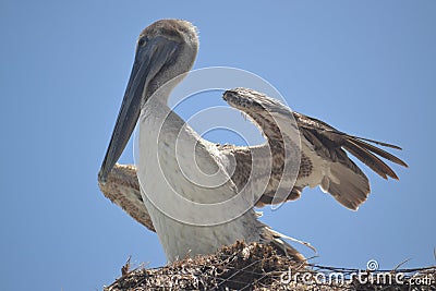 Pelican birds fauna tropical yucatan exotic Mexico