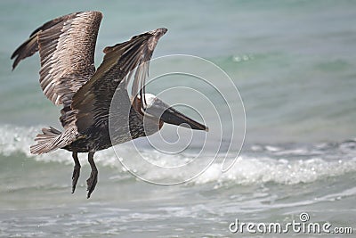 Pelican birds fauna tropical yucatan exotic Mexico
