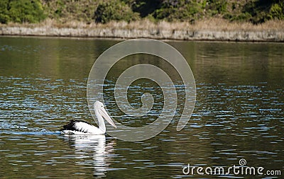 Pelican on the river