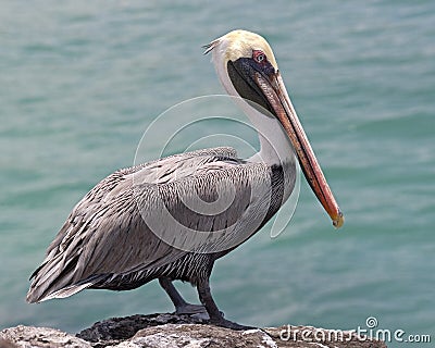 Pelican on the rock 2