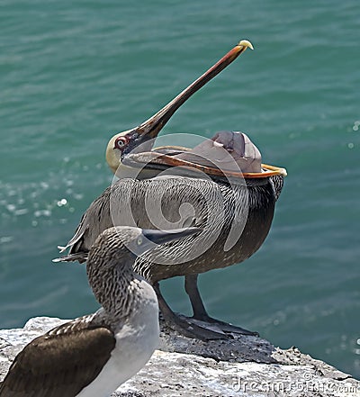Pelican on the rock 3