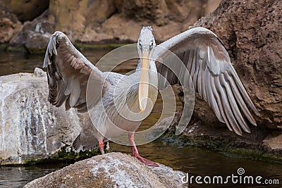 Pelican on the rock