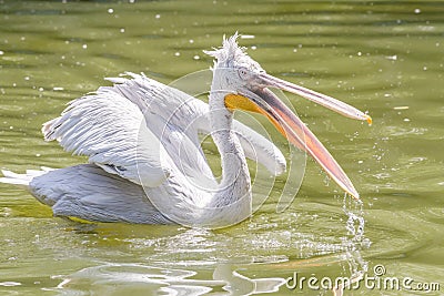 Pelican Swimming On Lake