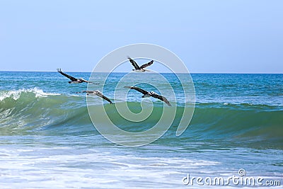 Pelicans fly in formation