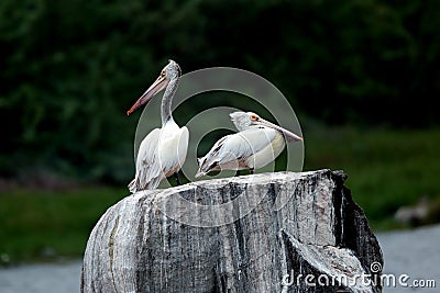 Pelicans on rock