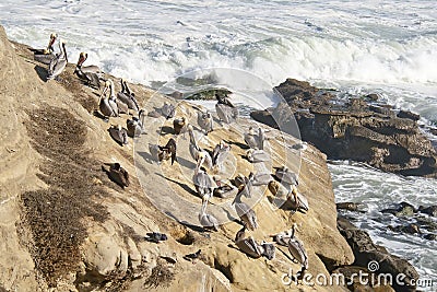 Pelicans sitting on rocks in San Diego, California
