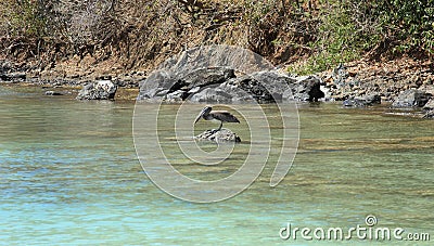 Pelicans at Trunk Bay in St John