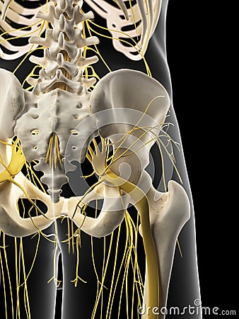 The Pelvic Nerves Stock Illustration - Image: 57000449