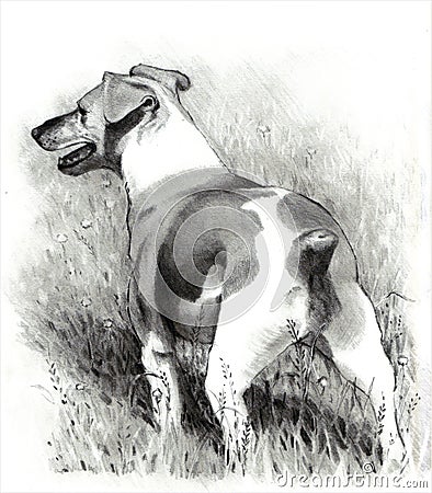 Pencil Drawing of Jack Russell Terrier Dog