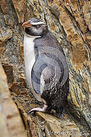 Penguin Bird New Zealand