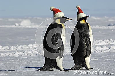 Penguin couple on Christmas