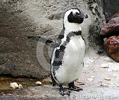 Penguin Crossing Guard at the Memphis Zoo.