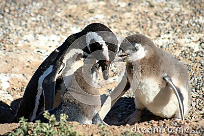 Penguin Feeding Babies