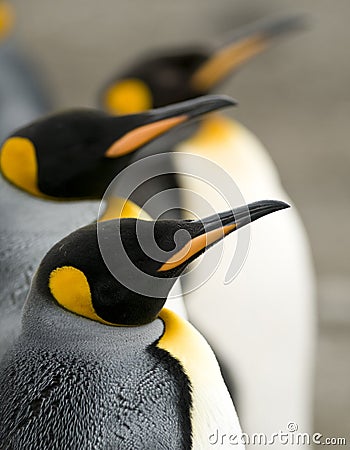 Penguin Line Up