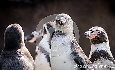 Penguins as a team