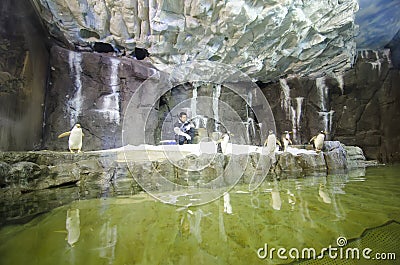 The penguins from the dubai aquarium