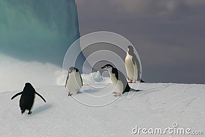 Penguins on iceberg