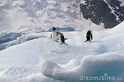 Penguins on iceberg in Antarctica