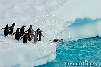 Penguins ready to jump